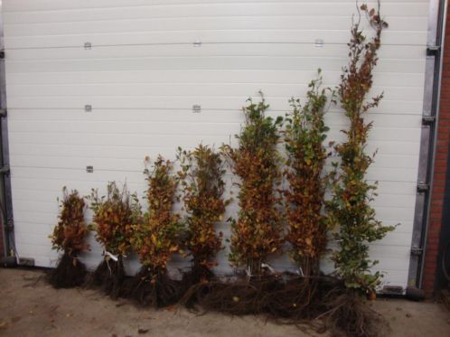 Beuken haag maatvoering