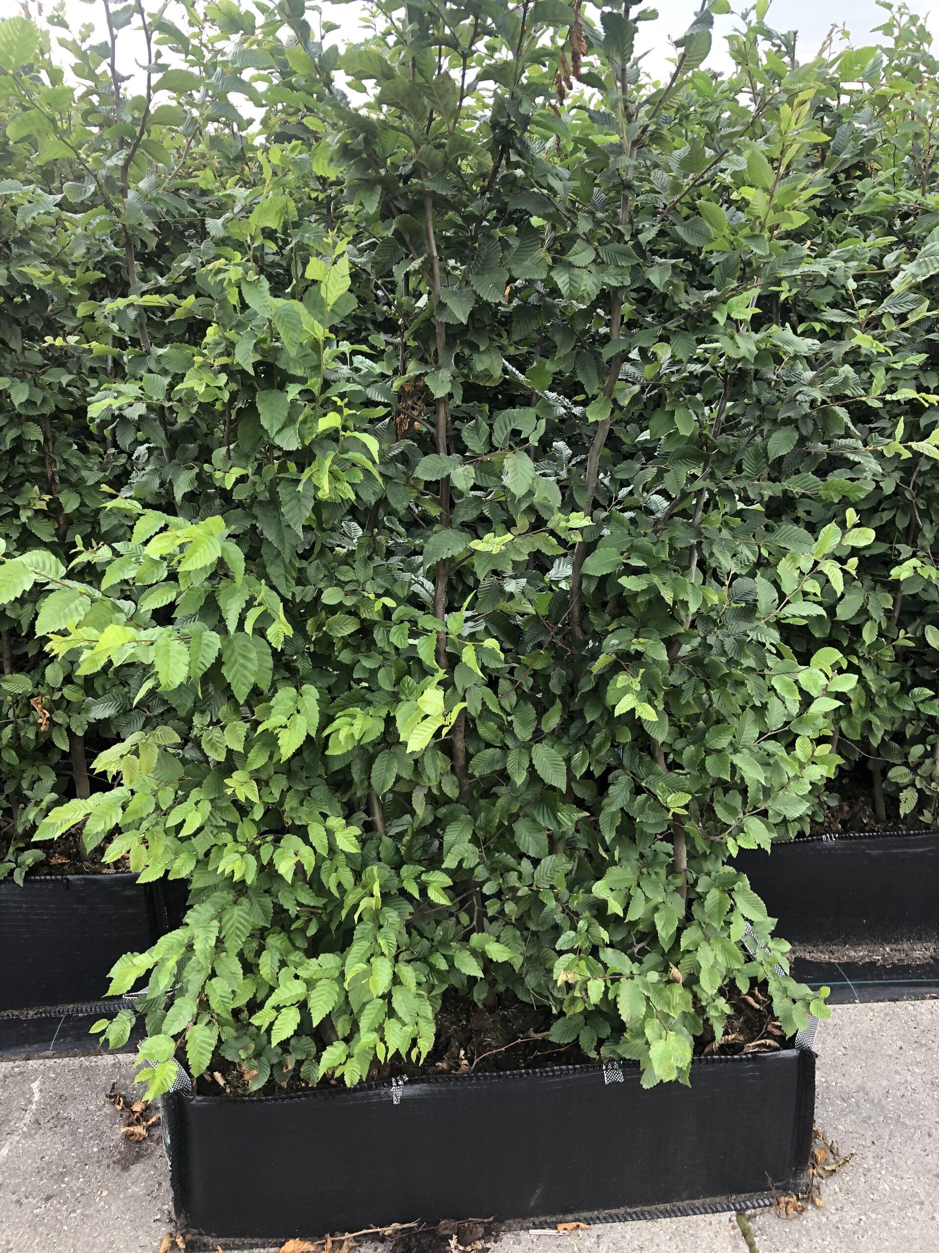 Carpinus betulus kant en klare haag