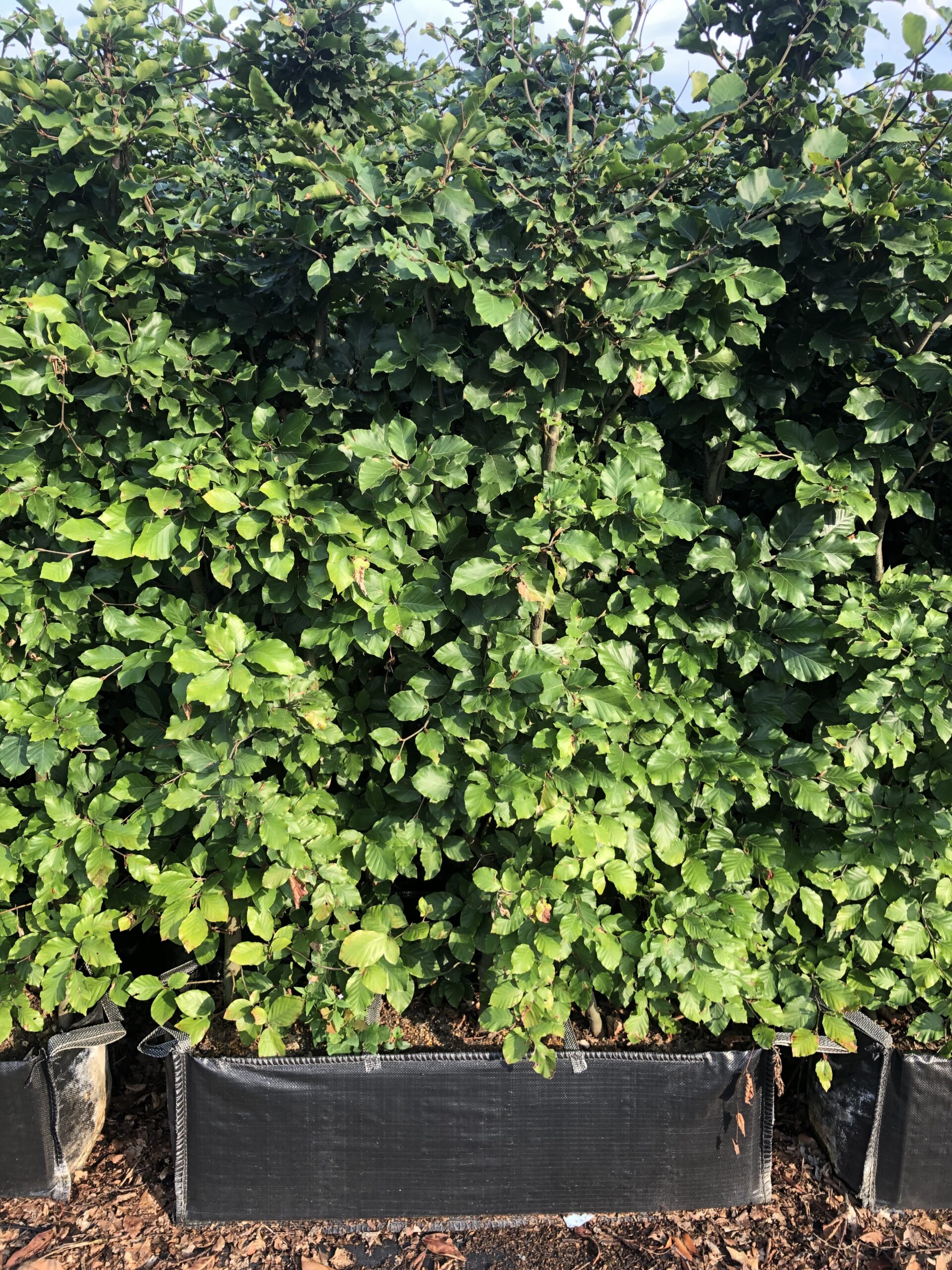Fagus sylvatica kant en klaar haag