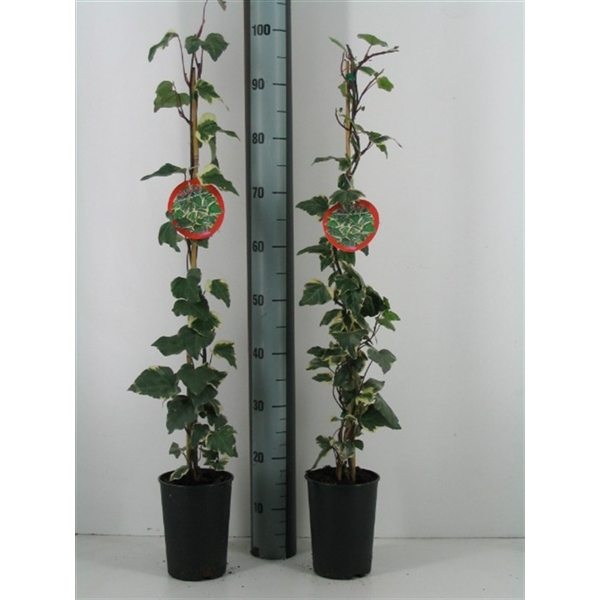 Hedera gloire de marengo