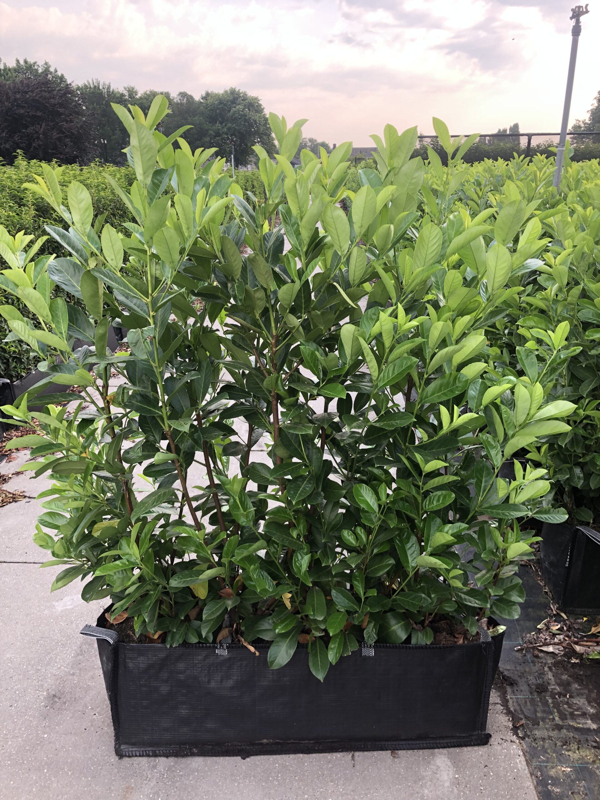 Prunus lau. Rotundifolia kant en klaar haag
