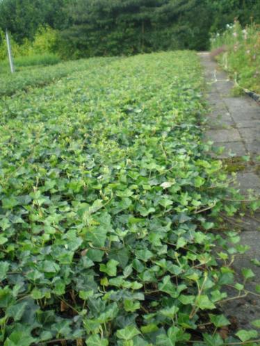 hedera hibernica bodembedekker talud