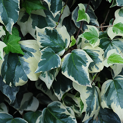 klimop Hedera alg Gloire de Marengo