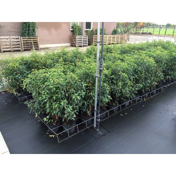 prunus lusitanica angustifolia portugese laurier