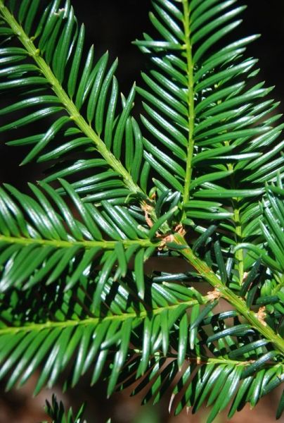 taxus baccata