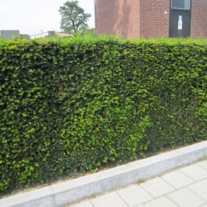 taxushaag taxus baccata