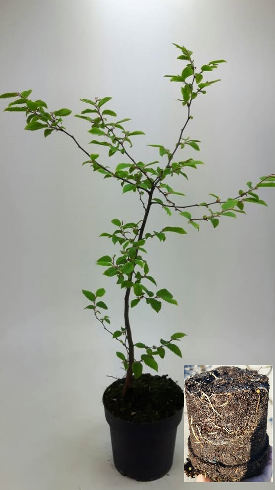 Carpinus betulus in pot