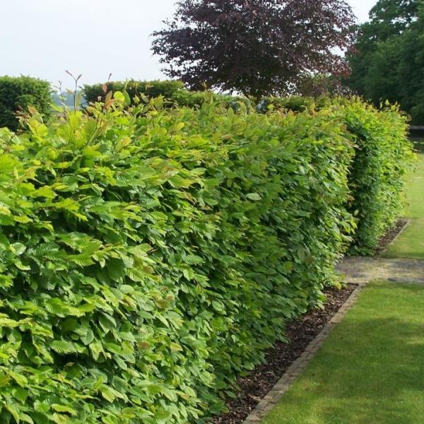 haagbeuk carpinus betulus