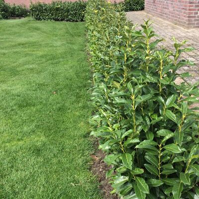 prunus laurcerasus genolia