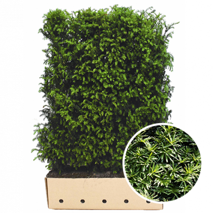taxus bacata haag kant en klaar 80 100cm