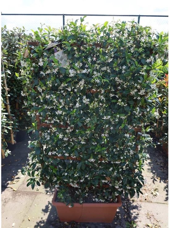 Toscaanse Jasmijn kant en klaar haag