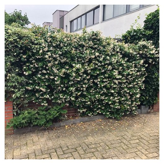 Trachelospermum Jasminoides toscaanse jasmijn trachelospermum jasminoides