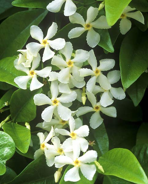 Trachyspermum close up