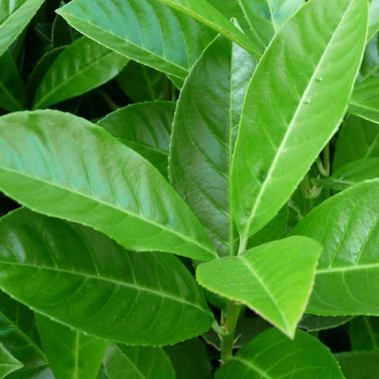 Prunus Novita Laurier