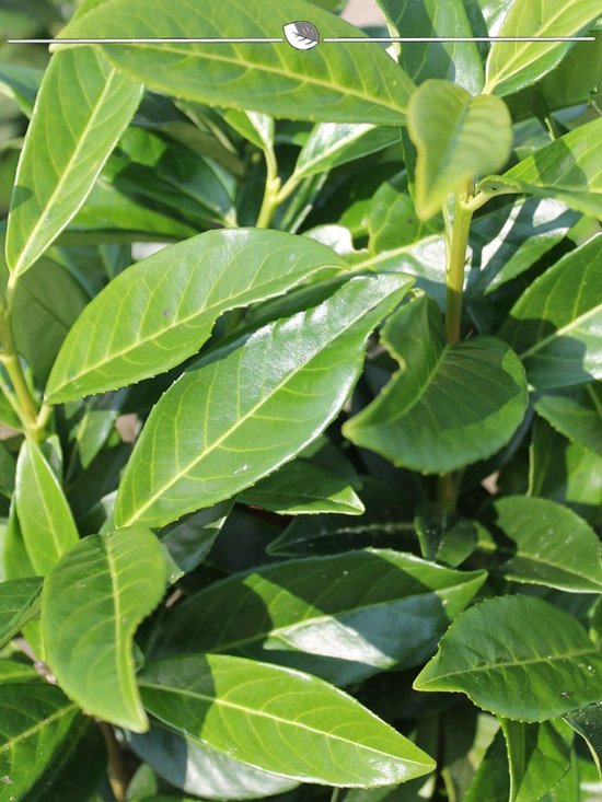 Prunus laurocerasus Genolia