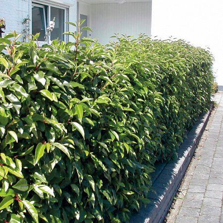 Prunus lusitanica 'Angustifolia'