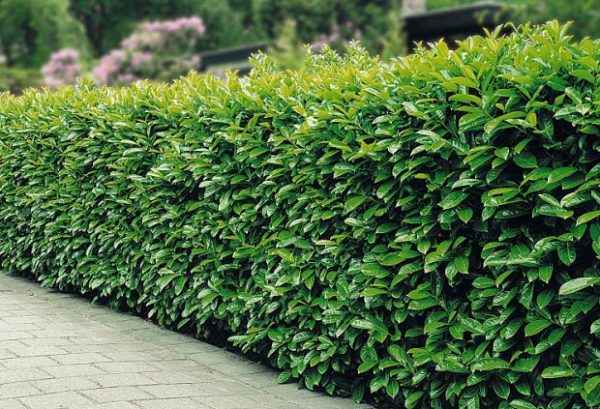 prunus laurocerasus rotundifolia