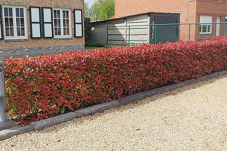 Photini fraseri Red Robin