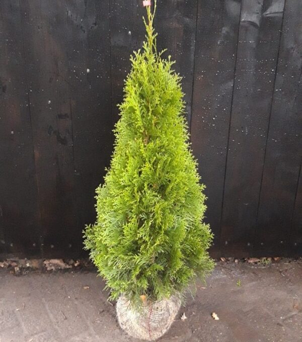 Thuja Smaragd