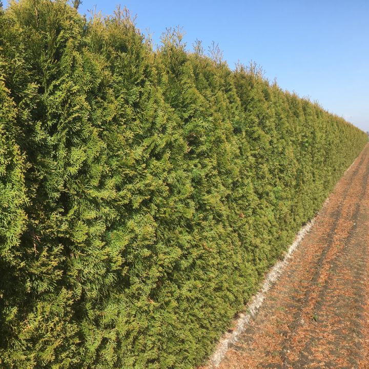 Thuja occidentalis Smaragd