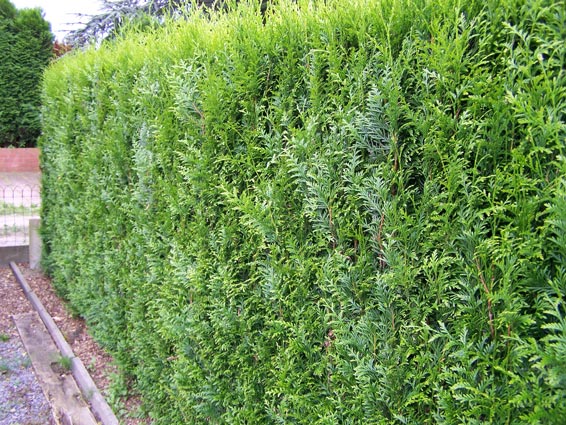 Thuja plicata Atrovirens