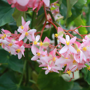 Trachelospermum j. Pink Showers
