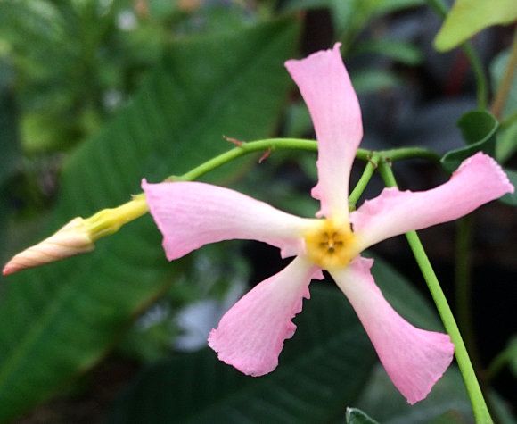 Trachelospermum j. Star of Sicily