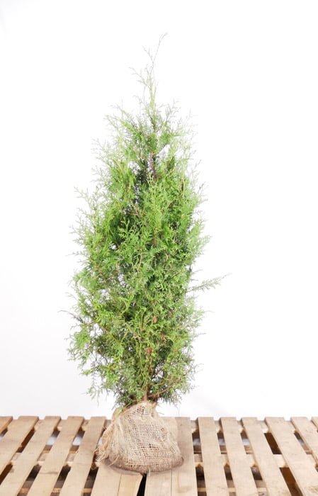Thuja brabant 140 160