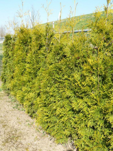 thuja occidentalis golden brabant