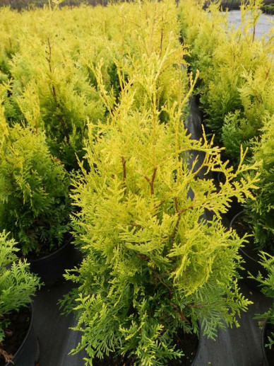 thuja occidentalis golden brabant westerse levensboom 1