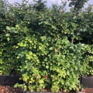 Kant & Klaar Hagen Beukenhaag met loofblad klant en klaar