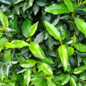 Laurierhaag laurierhaag struik blad close-up