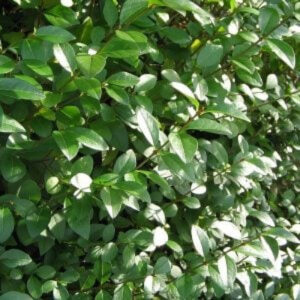 Ligusterhaag ligusterhaag bladeren medium afstand