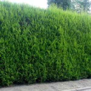 Coniferenhaag Coniferen haag extra hoog